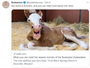 Budweiser